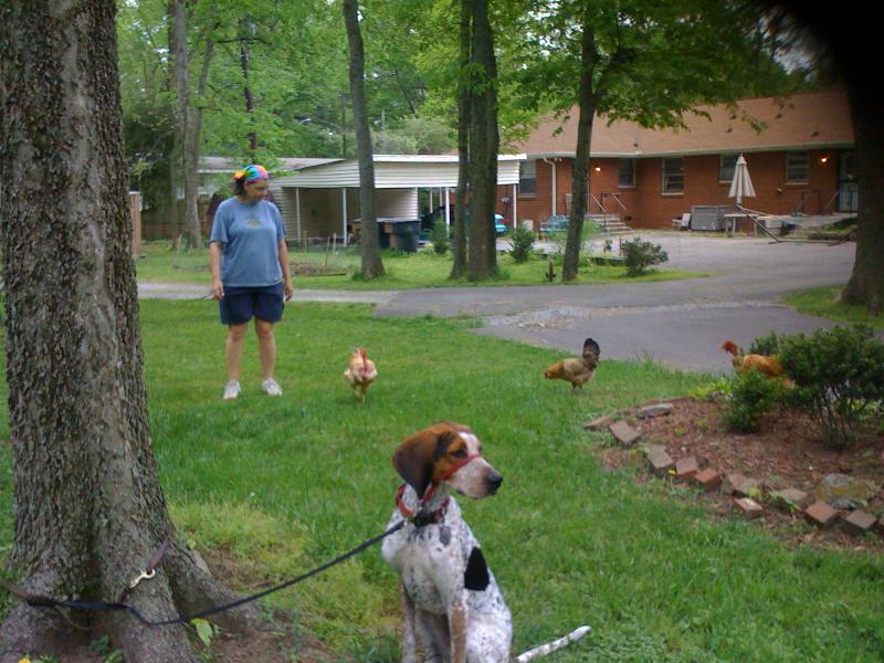 A critical life skill:  ignoring chickens (squirrels, bunnies, kitty cats, etc.)